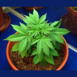 5starsstocks Cannabis